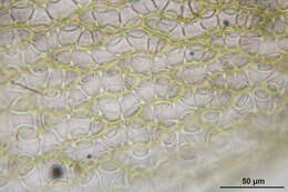 Imagem de Sphagnum quinquefarium Warnstorf 1886