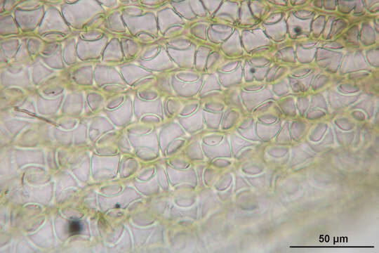 Image de Sphagnum quinquefarium Warnstorf 1886