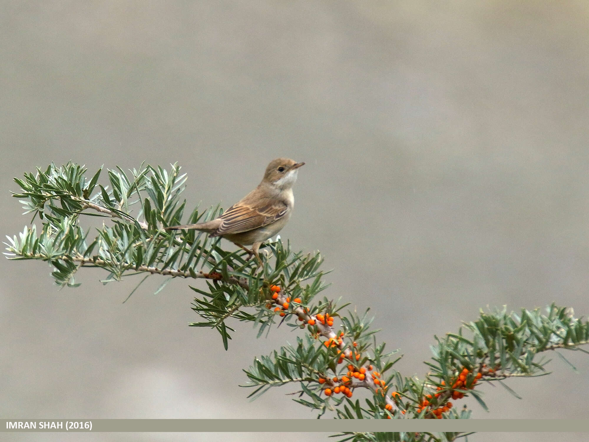 Image of Sylvia communis