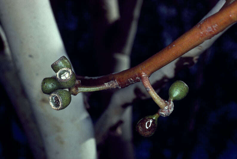 Image of Eucalyptus laeliae Podger & Chippendale