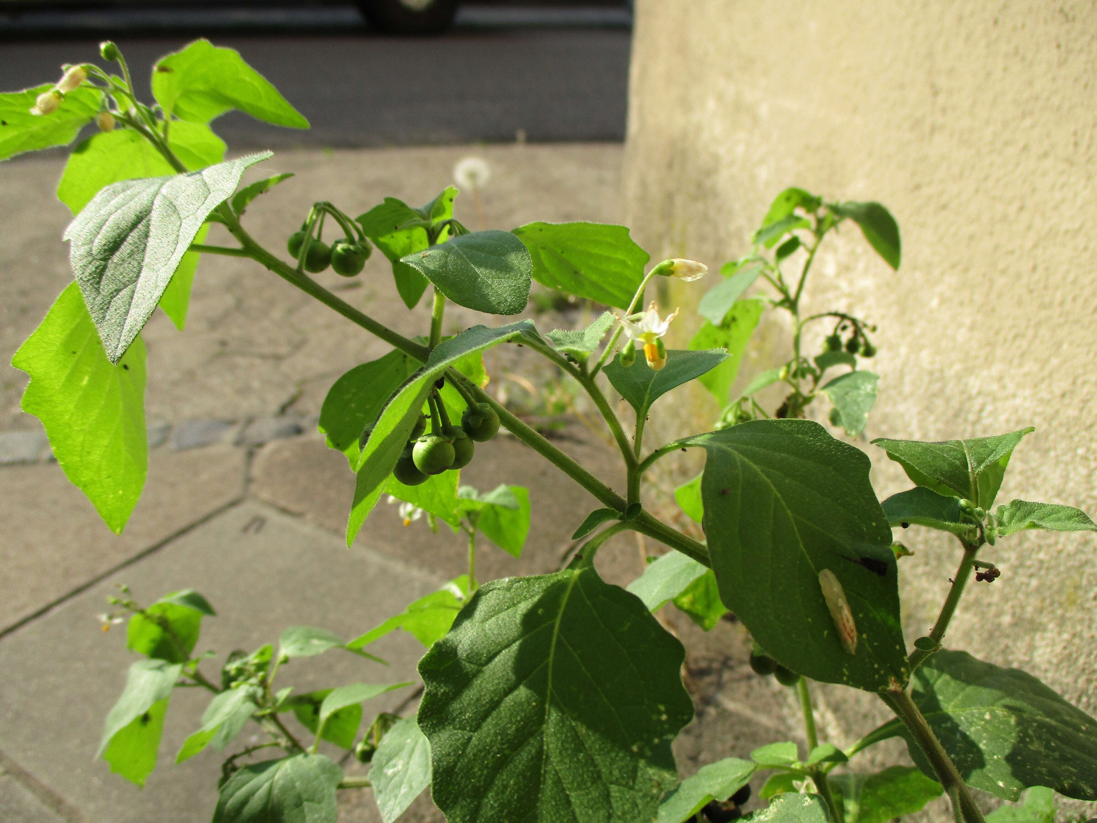 Image of European Black Nightshade