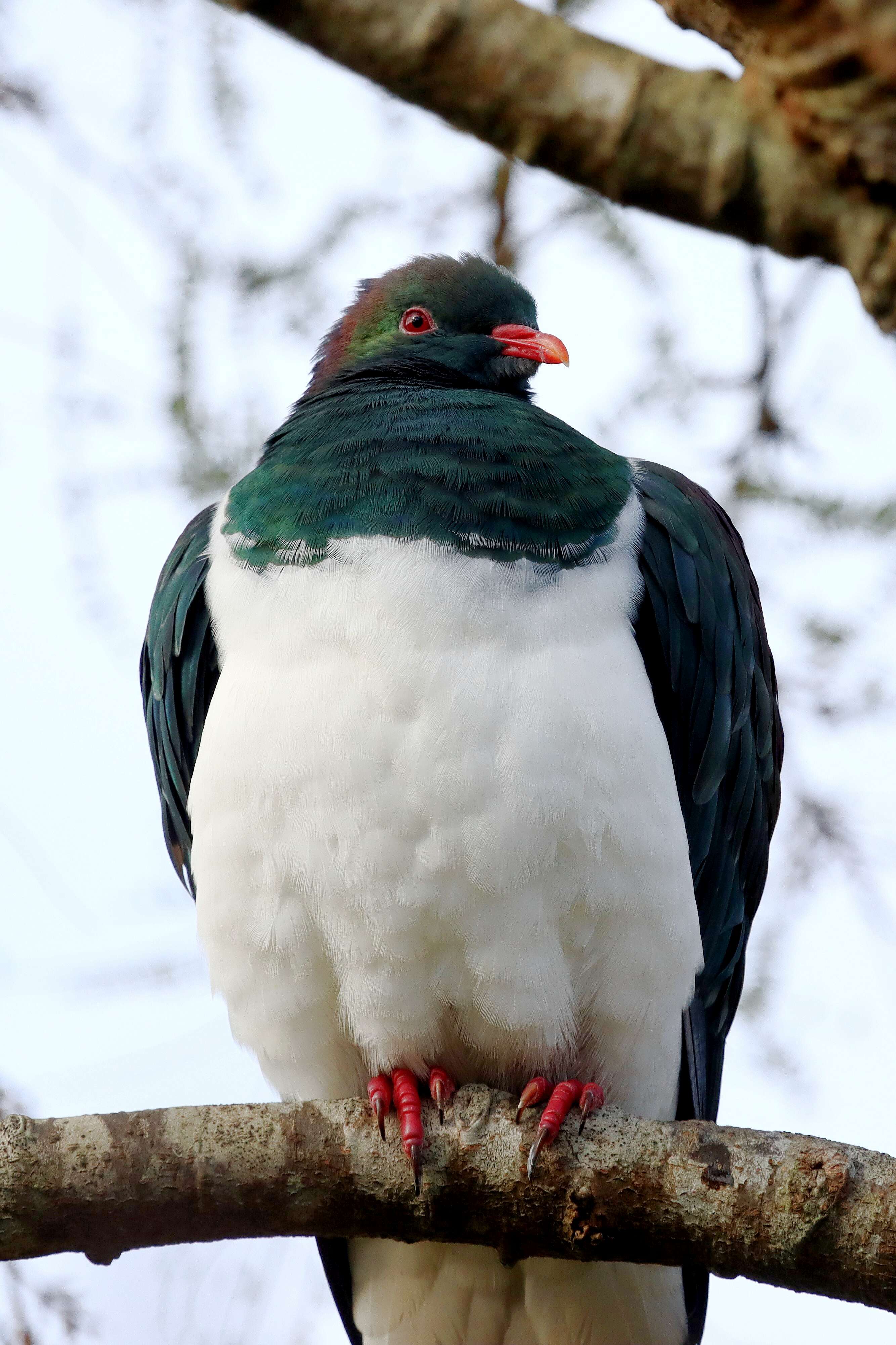 Image of Kererū