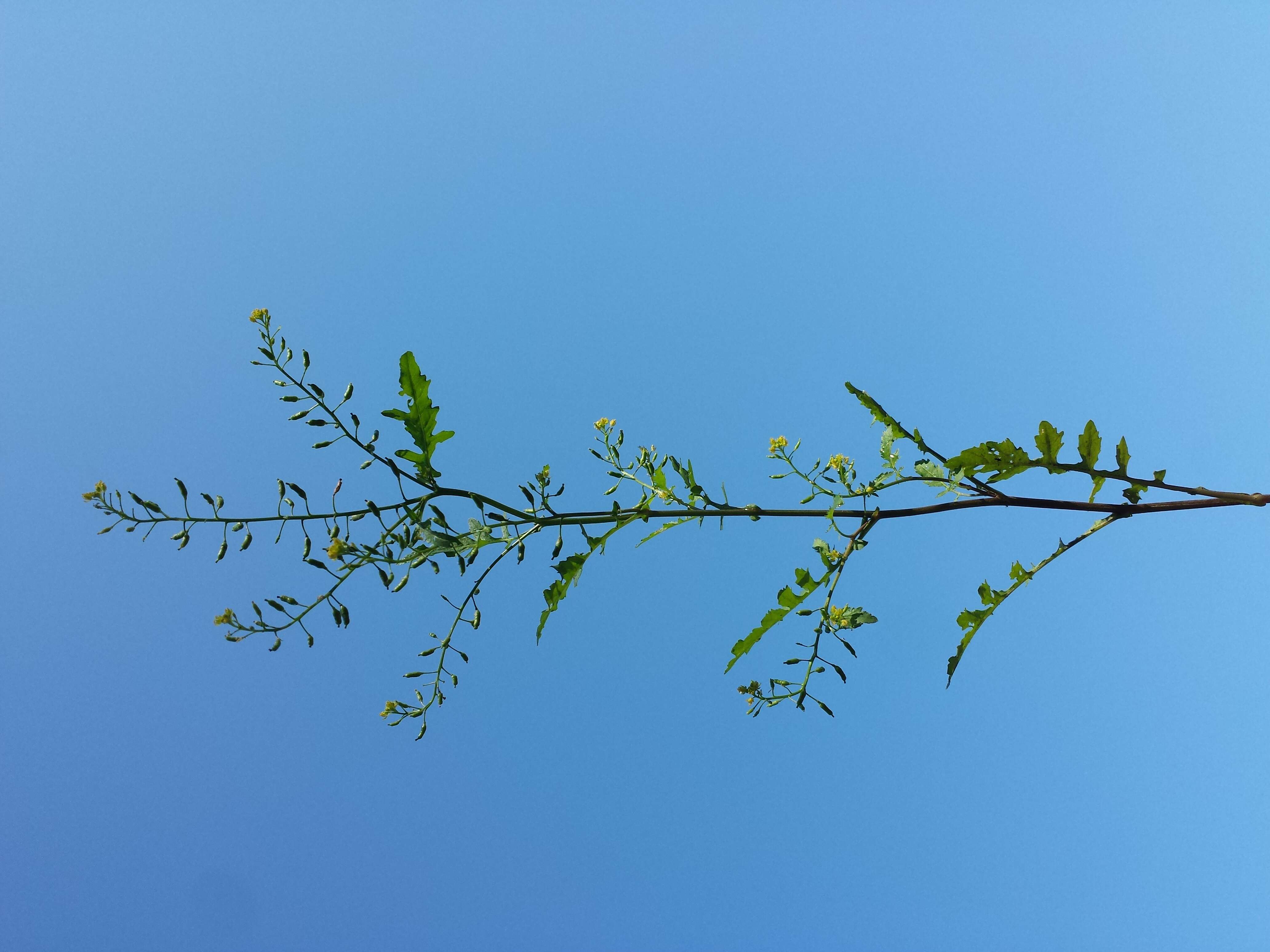 Image de rorippe à petites fleurs