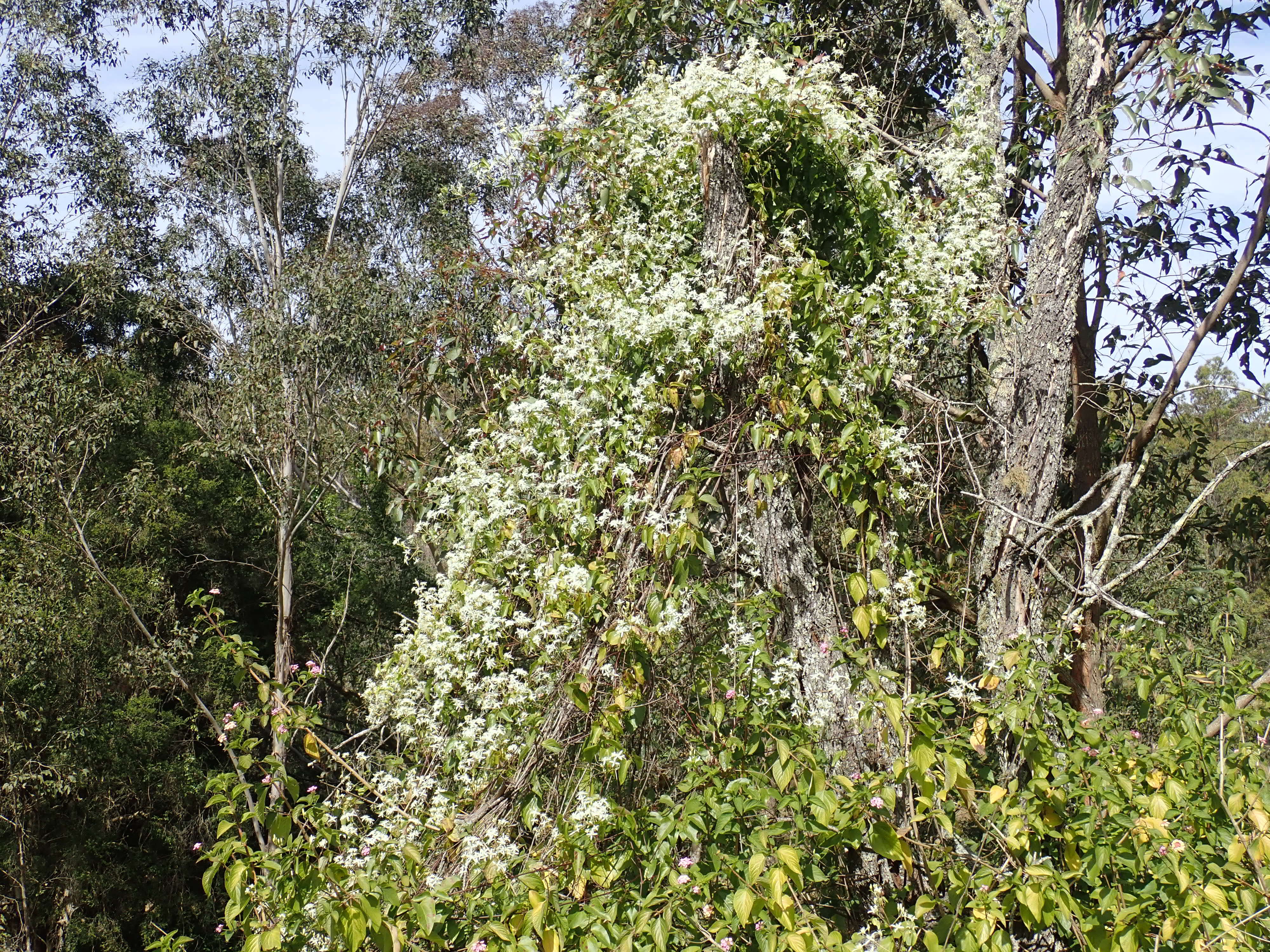 Image of Clematis glycinoides DC.