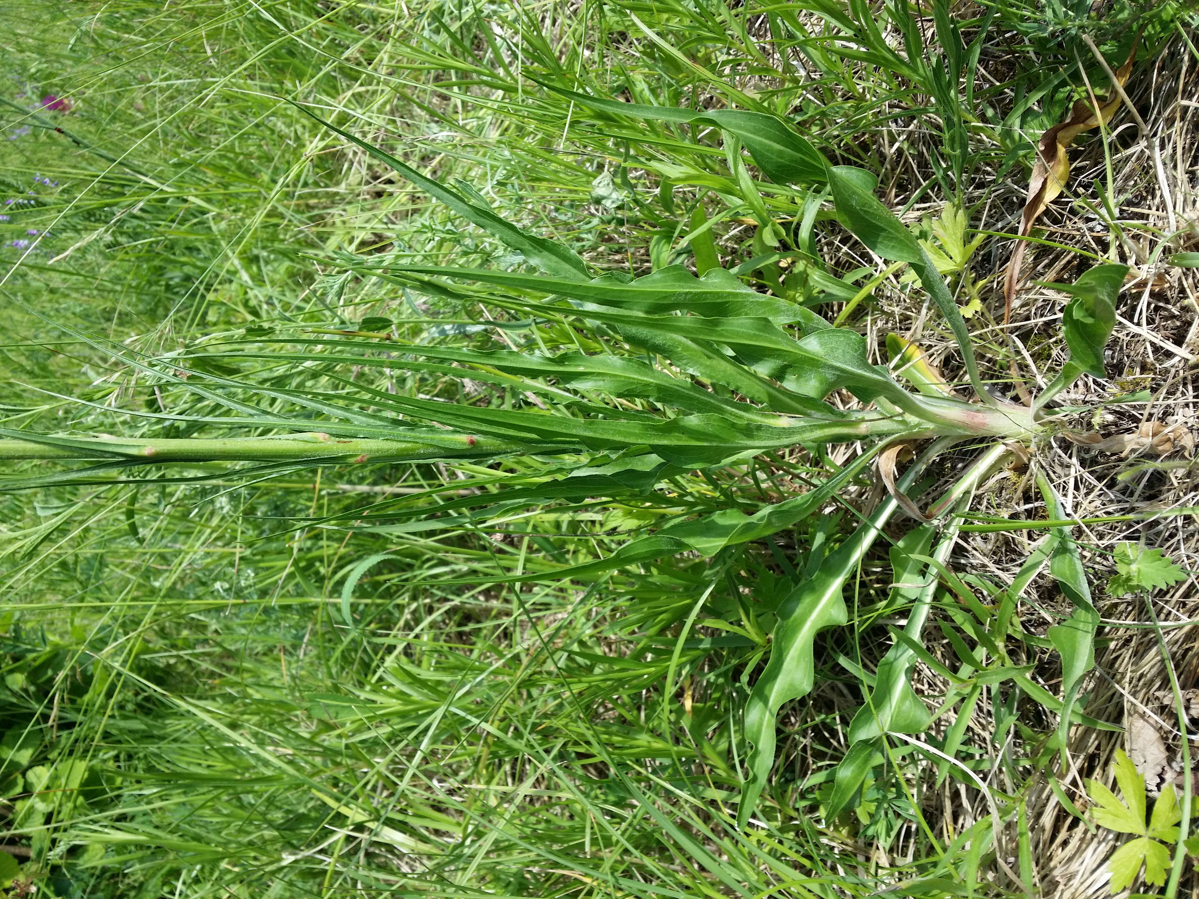 Image of black salsify