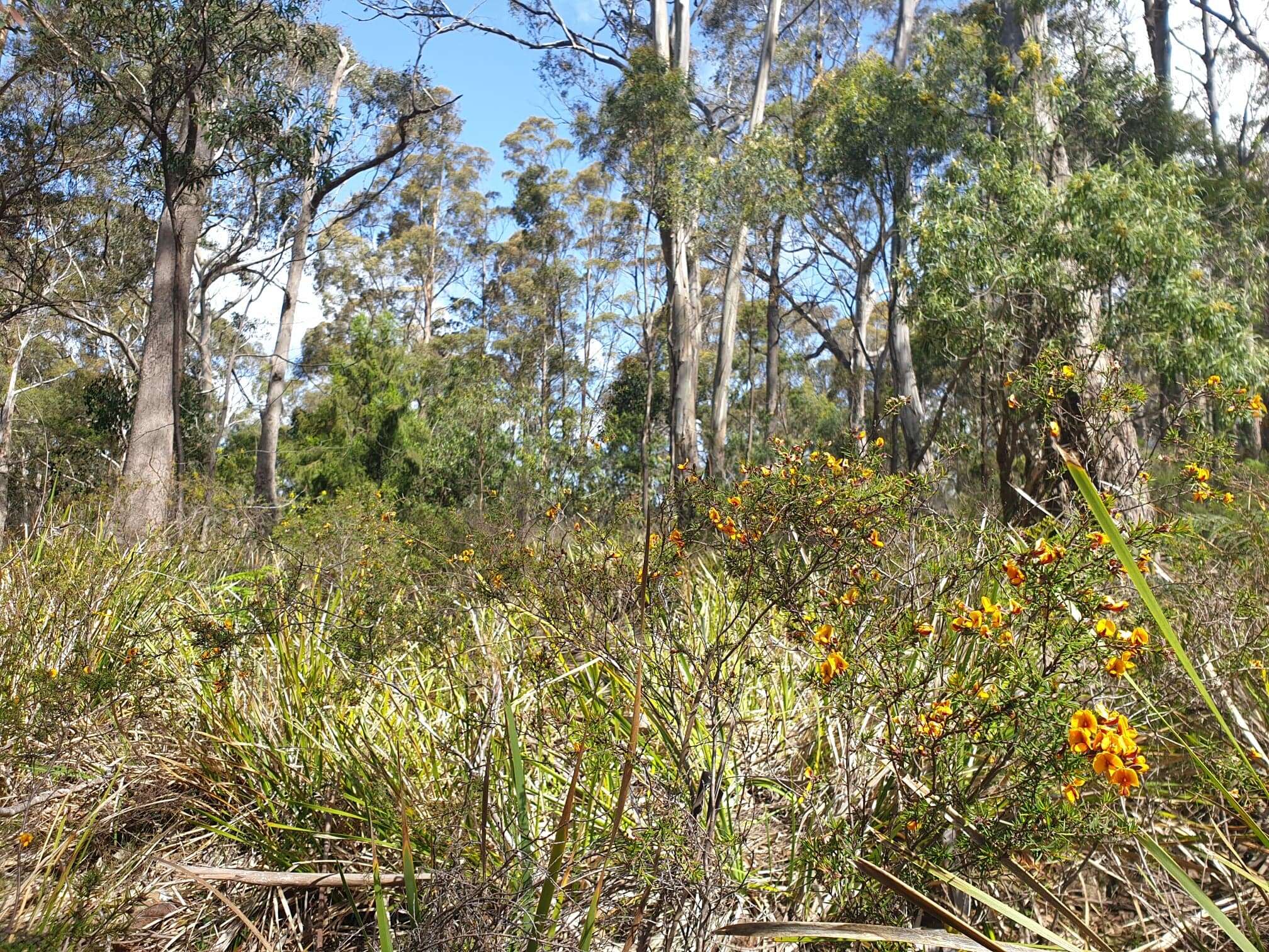 Слика од Pultenaea juniperina Labill.