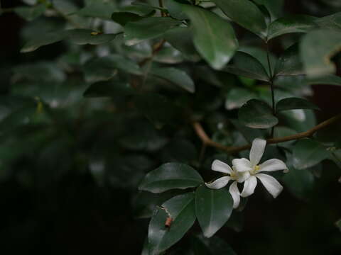 Image of orange jasmine