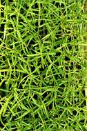 Image of tarragon