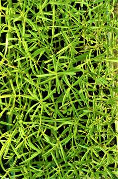 Image of tarragon