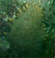 Image of Brown Sea Cucumber