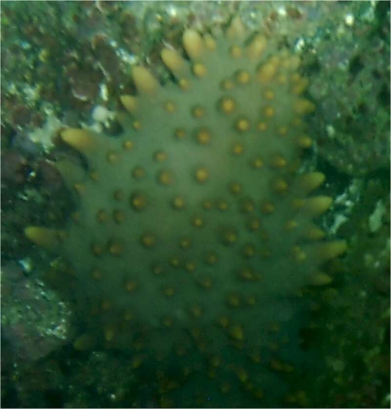 Image of Brown Sea Cucumber