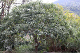 Image of earleaf nightshade