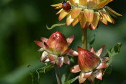 Image of bracted strawflower