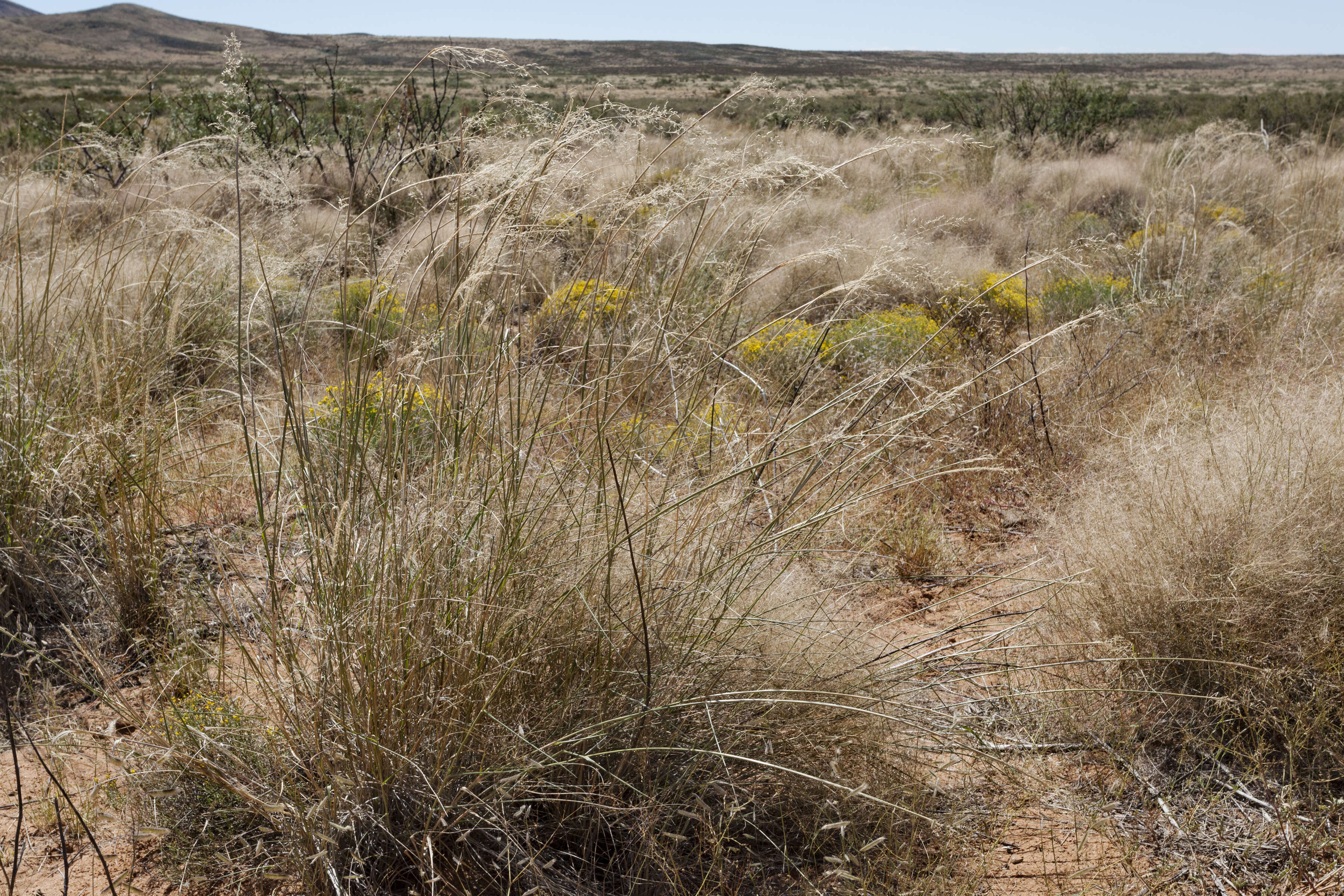 Image of mesa dropseed