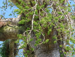 Image of kapoktree