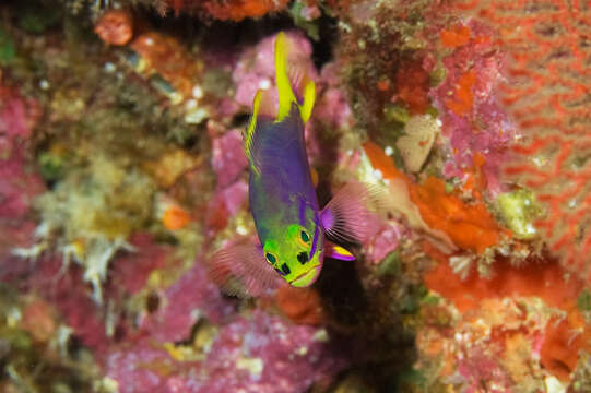 Image of Harlequin grouper