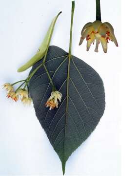 Image de Tilia chinensis Maxim.