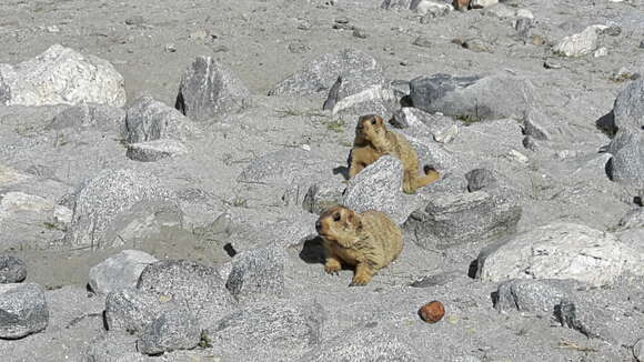 Image of Himalayan Marmot