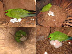 Image of Slender-billed Conure