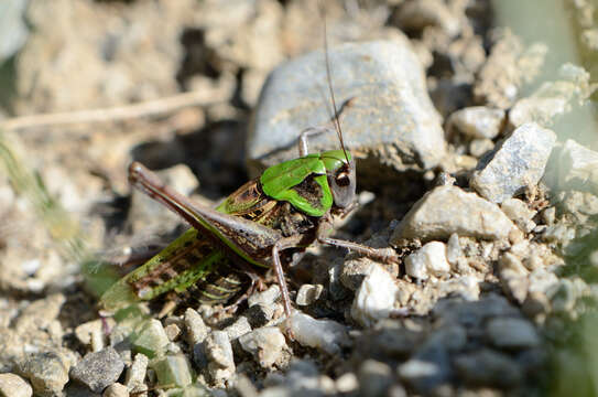 Image of Wart-biter cricket