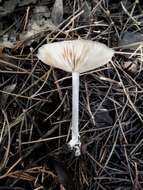 Image of Entoloma mougeotii (Fr.) Hesler 1967