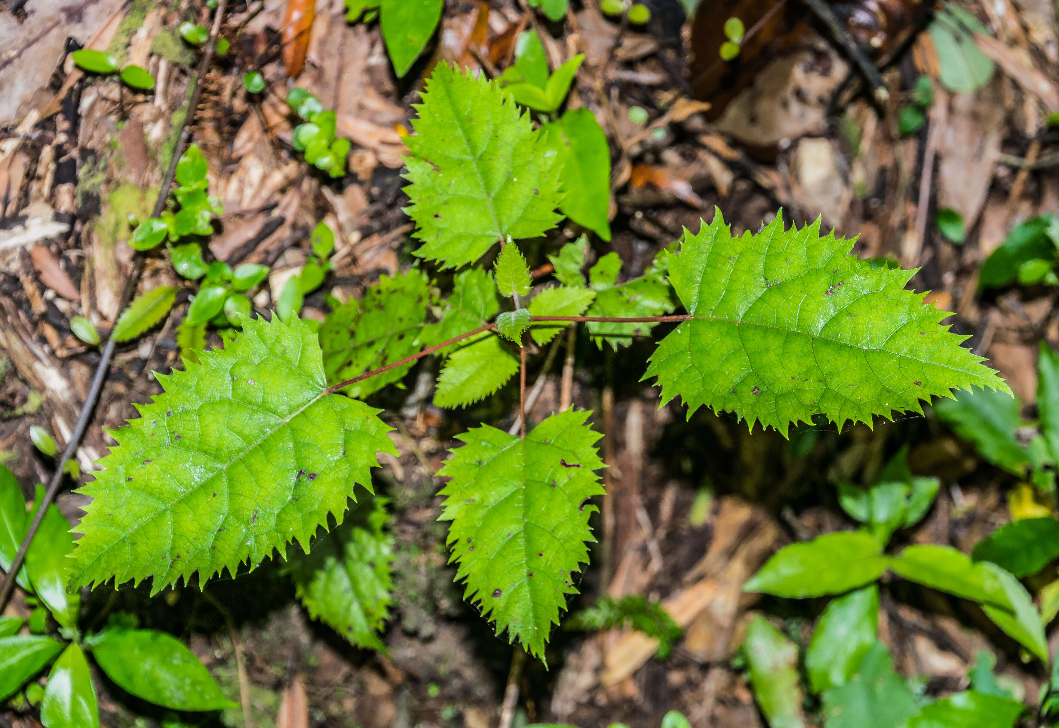 Image of wineberry