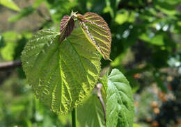 Image of white mulberry