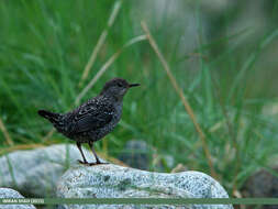 Image of Brown Dipper