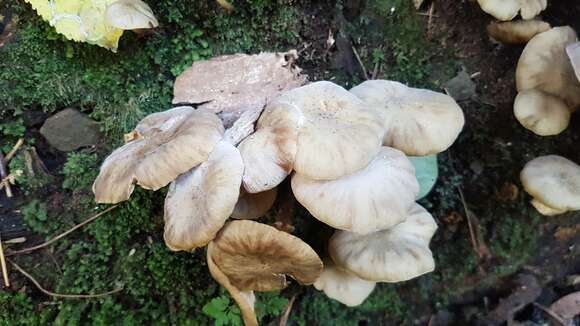 Image of Armillaria novae-zelandiae (G. Stev.) Boesew. 1977