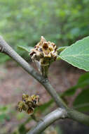 Hamamelis mollis Oliv. resmi