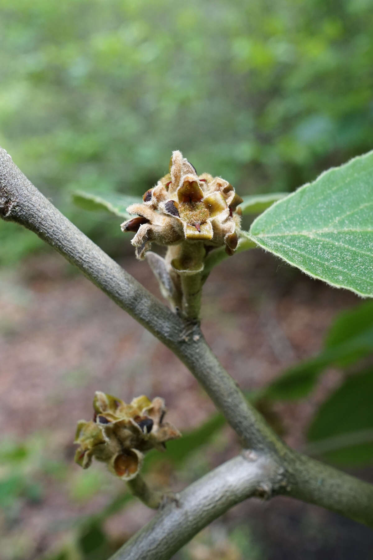 Hamamelis mollis Oliv. resmi