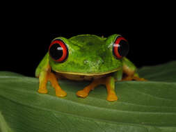 Image of Agalychnis taylori