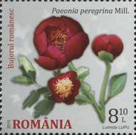 Image of Paeonia peregrina Miller