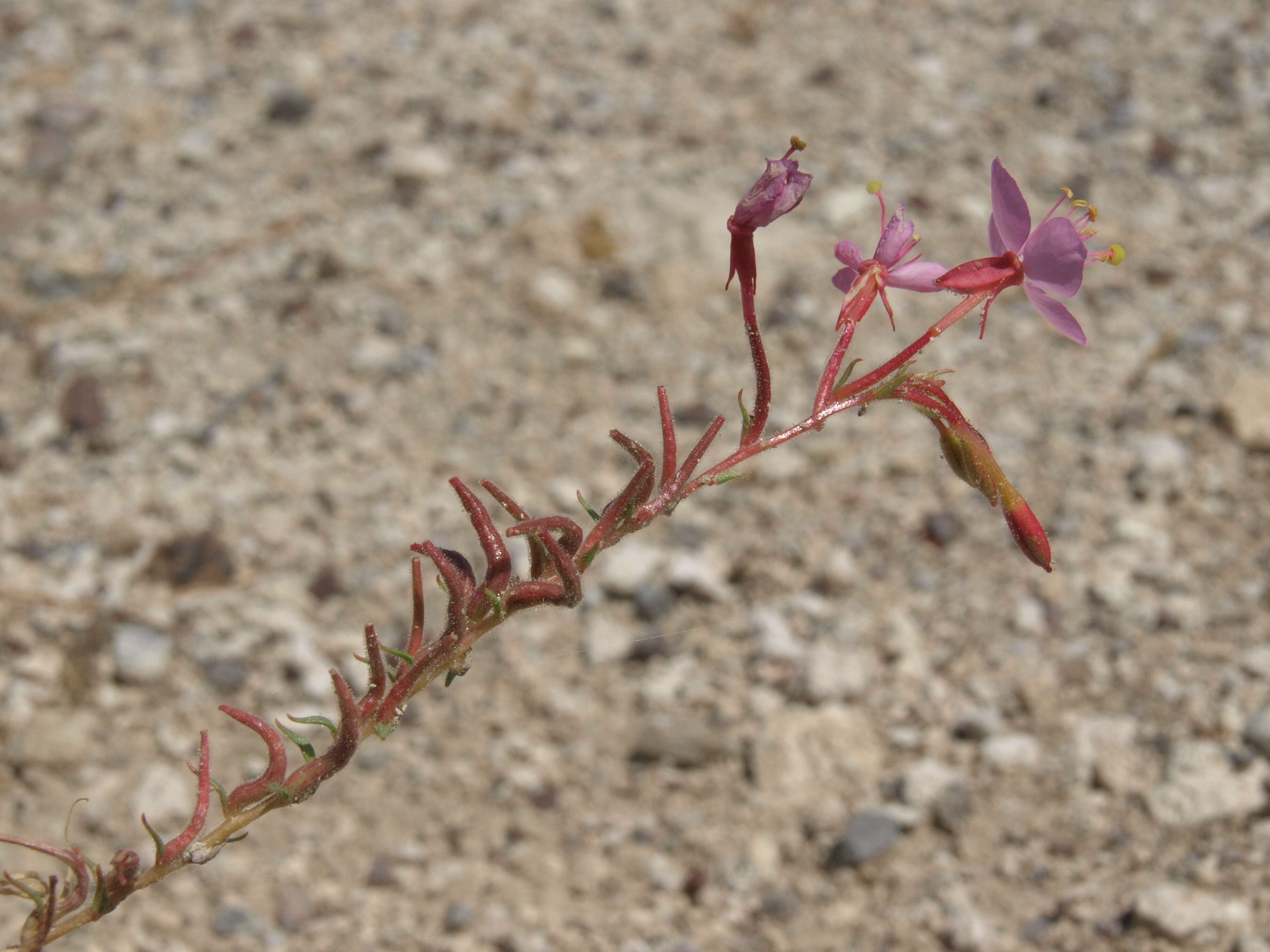 Eremothera boothii (Douglas) W. L. Wagner & Hoch的圖片