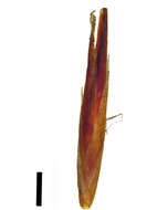 Image of Tetraria ligulata (Boeckeler) C. B. Clarke