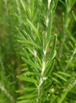 Image of Rosemary