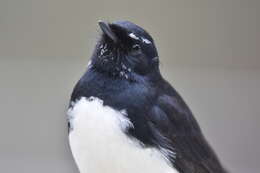 Image of Willie Wagtail