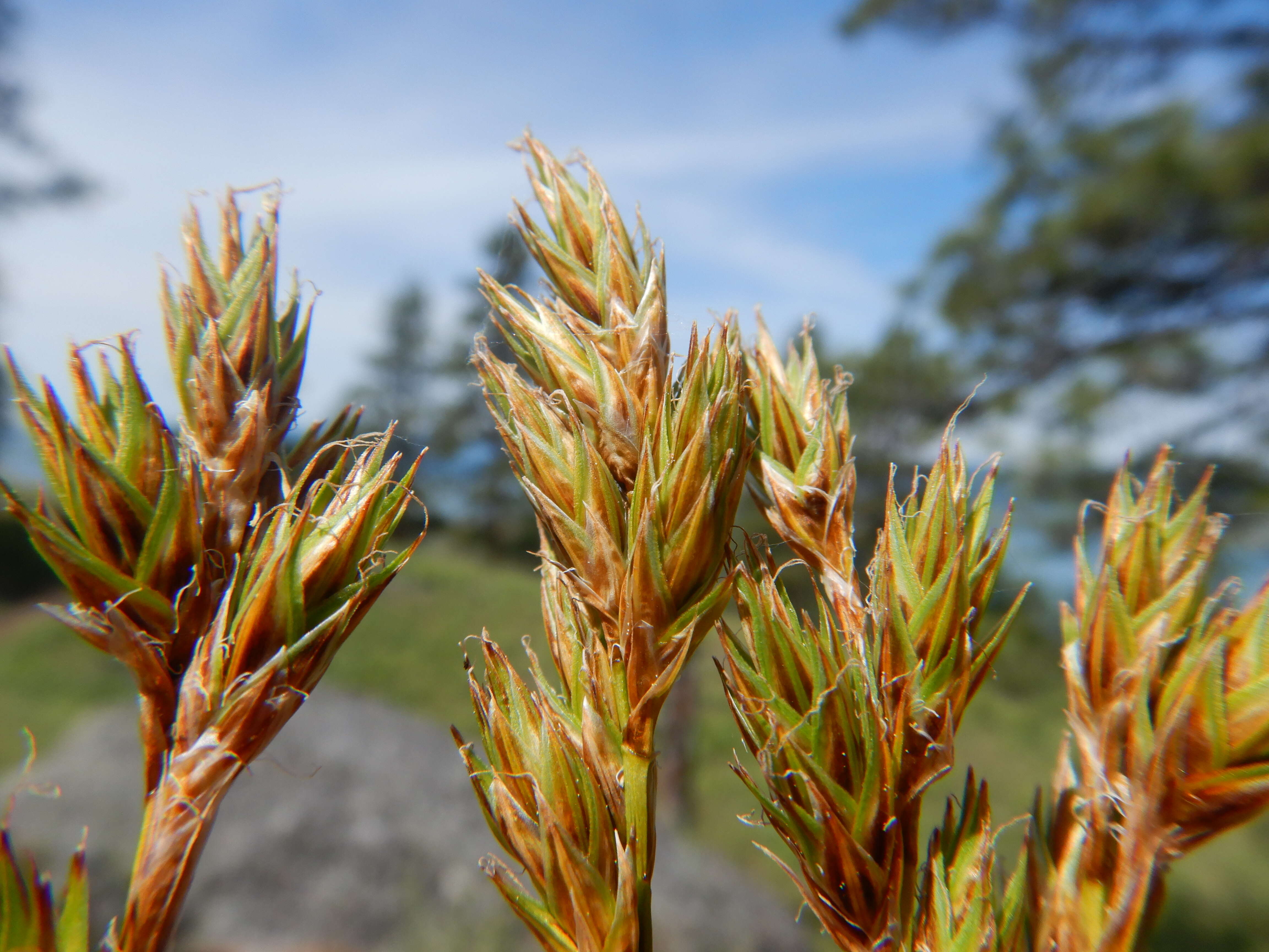 صورة Carex petasata Dewey