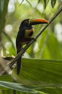 Image of Fiery-billed Aracari