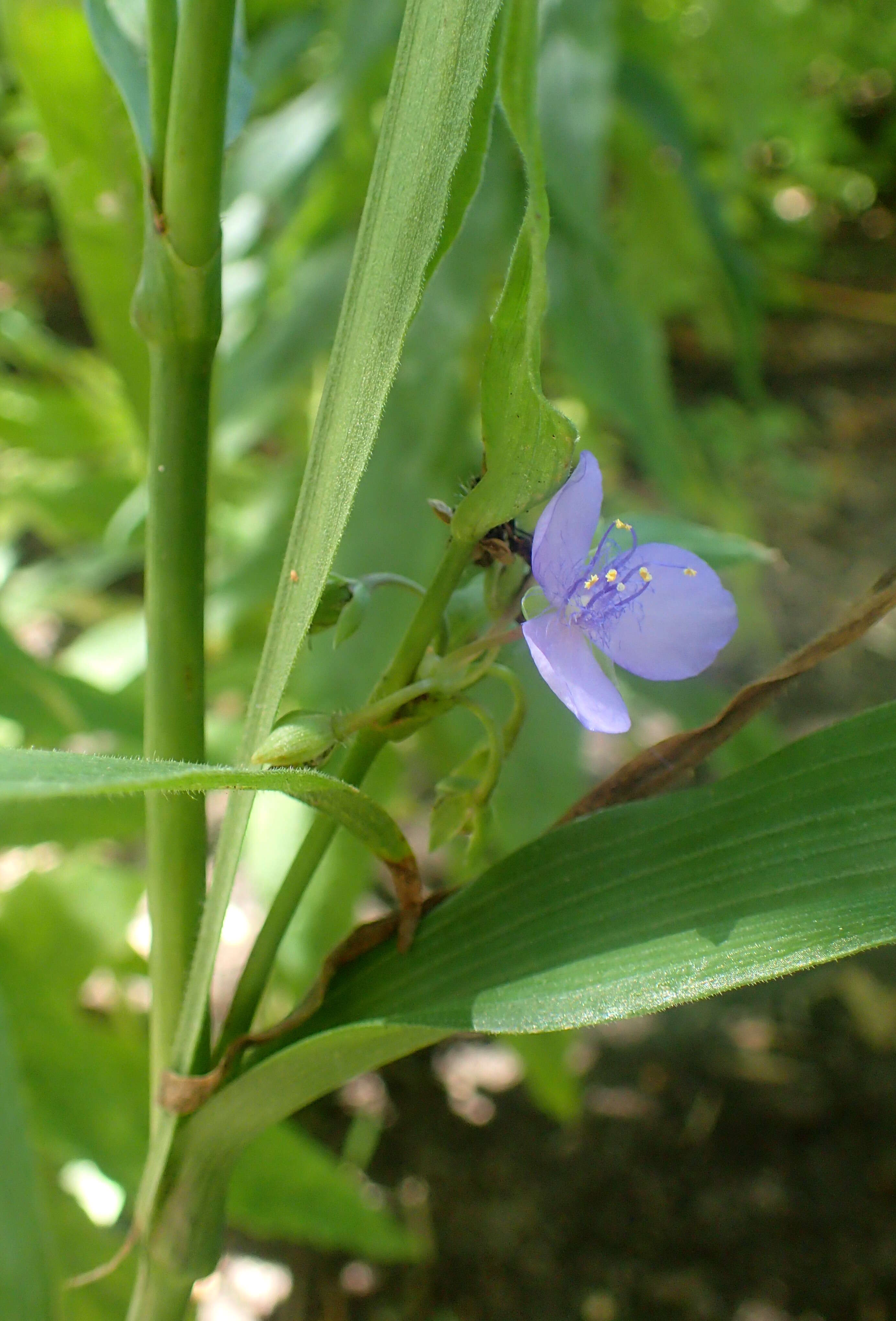 Image of zigzag spiderwort