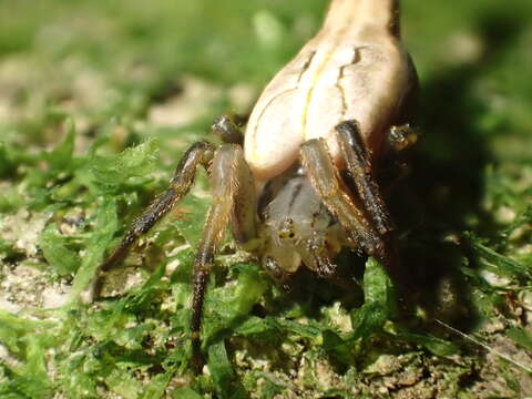 Image of Arachnura feredayi (L. Koch 1872)