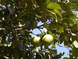 Image of Citrus maxima