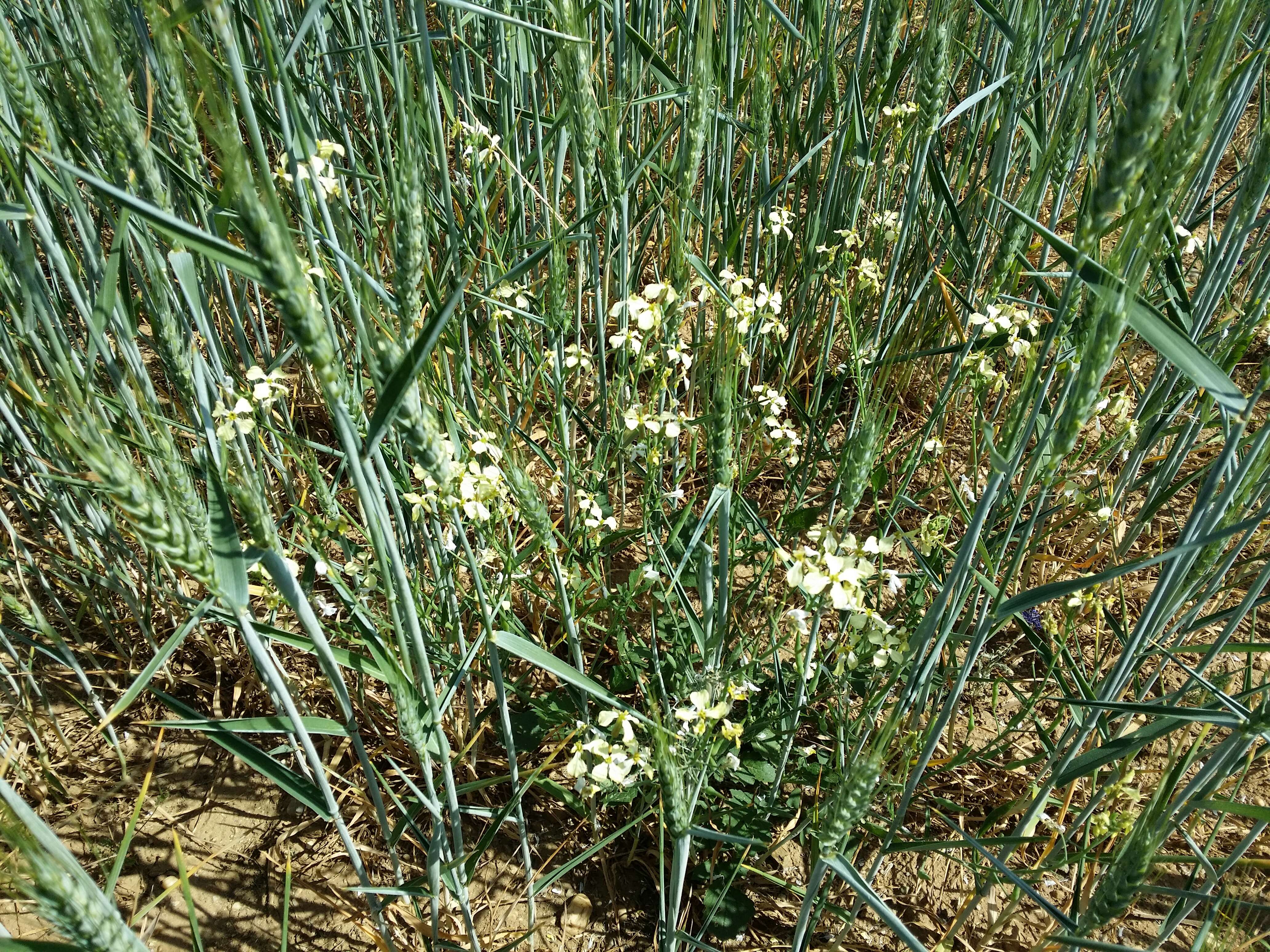 Image of wild radish