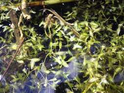 Image of Duckweed