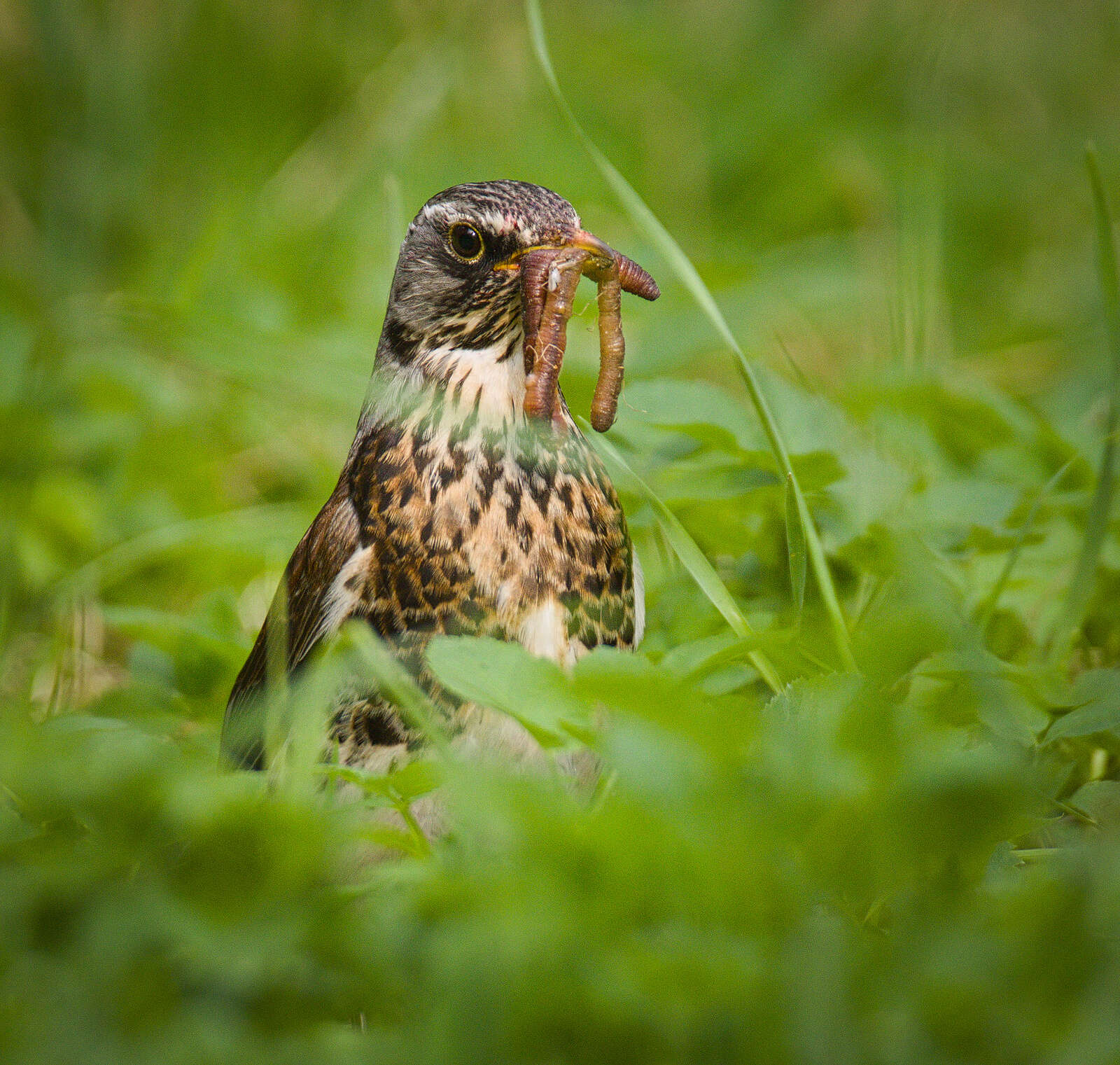 Image of Fieldfare