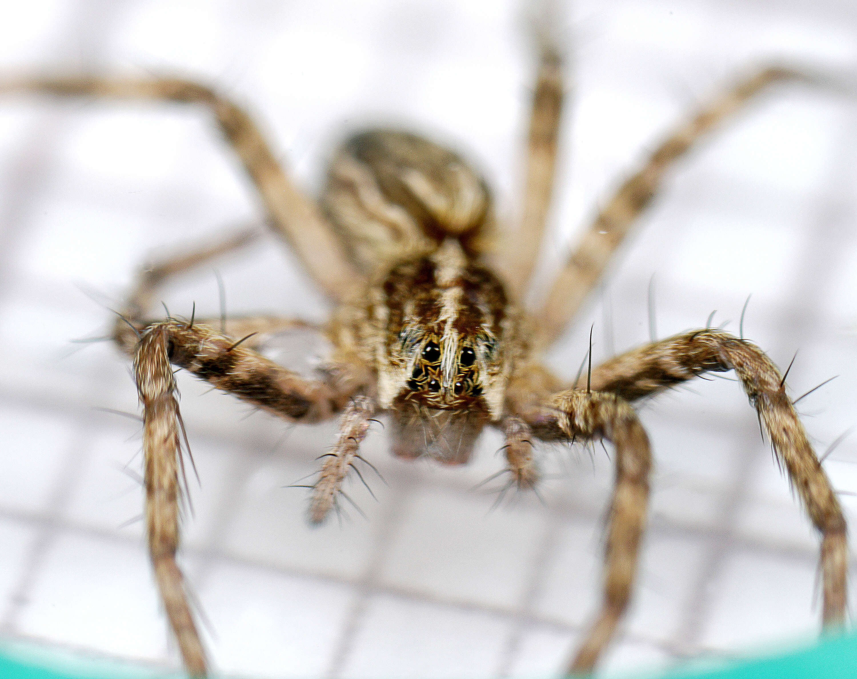 Image of Nursery-web spider