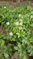 Image of Japanese pachysandra