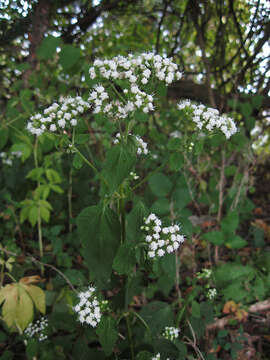 Plancia ëd Ageratina altissima (L.) R. King & H. Rob.