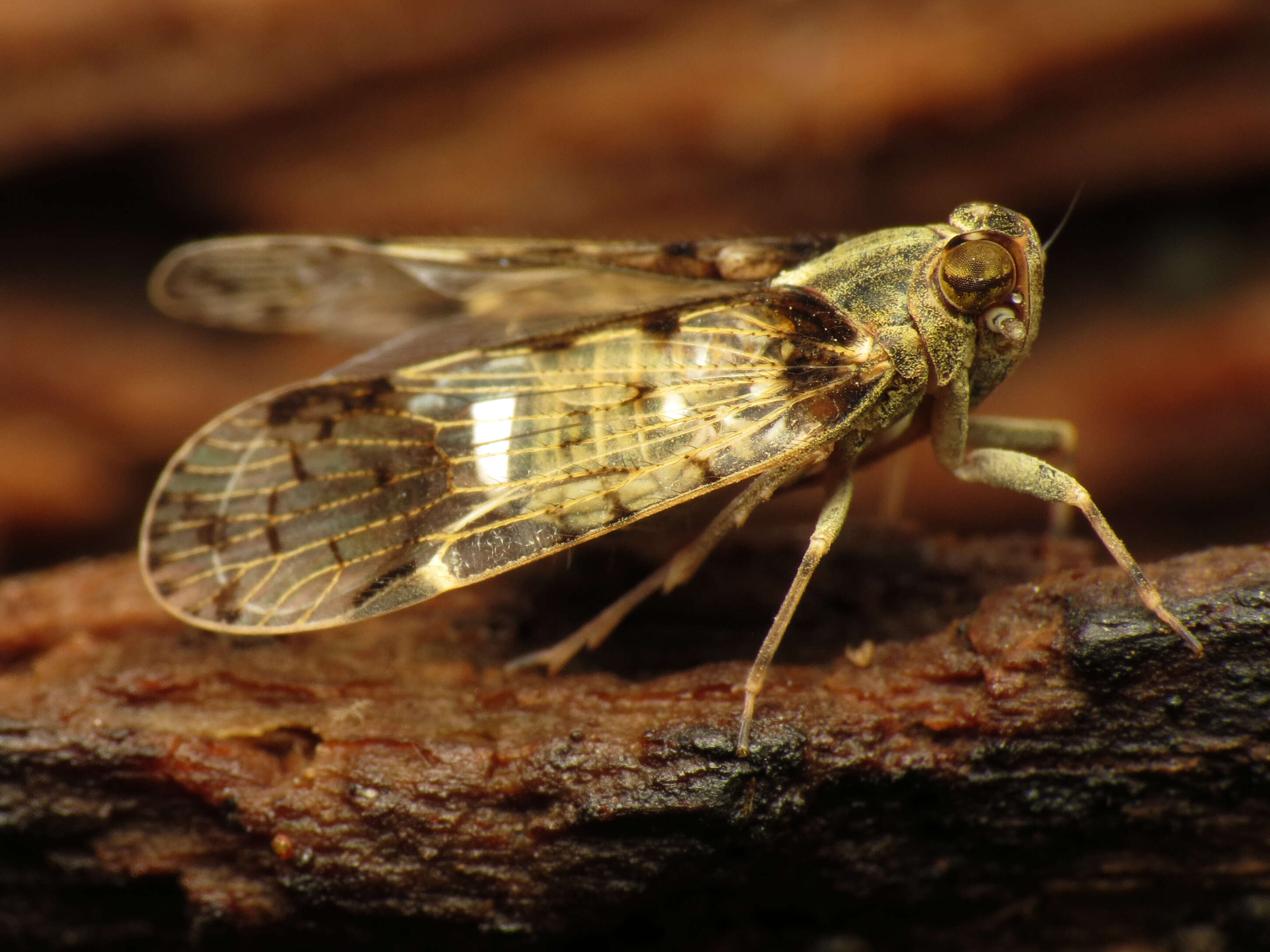 Image of cixiid planthoppers