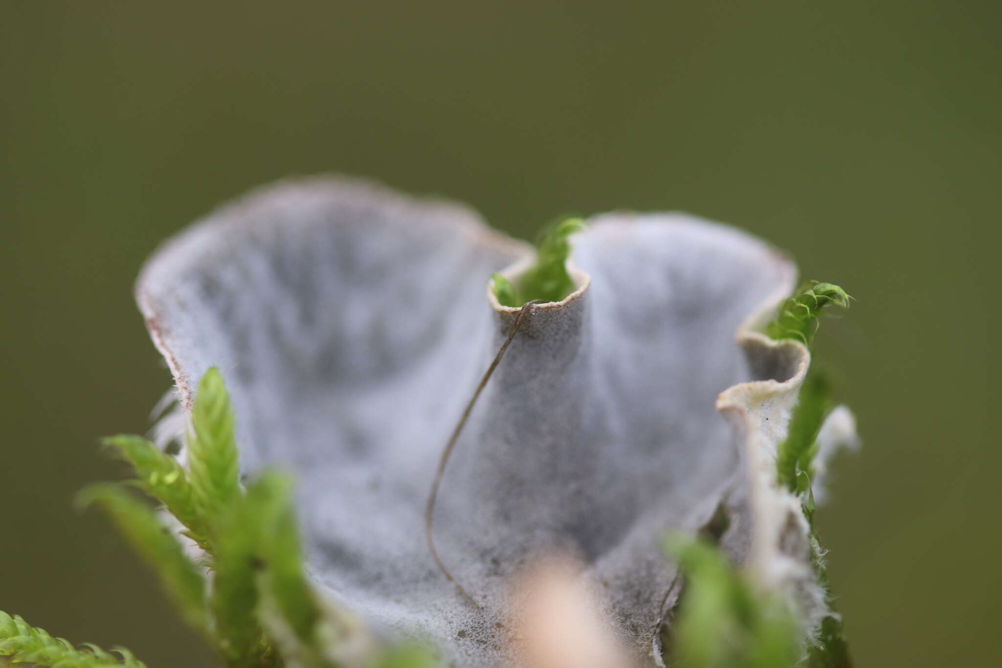 Image of felt lichen